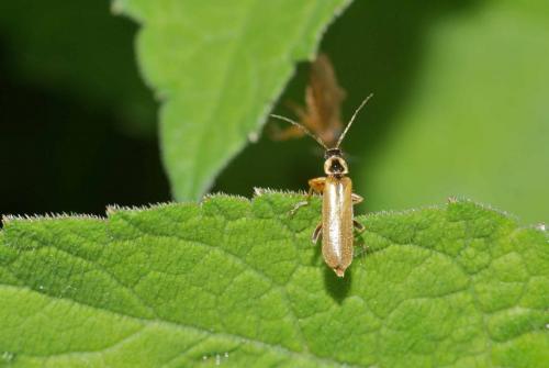 Cantharis decipiens