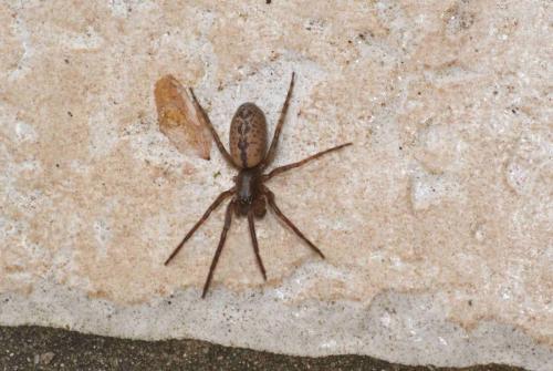 Segestria bavarica