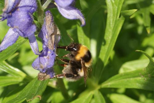 Bombus sp.