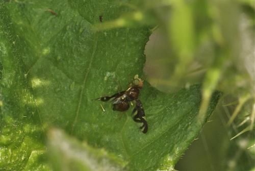 Euleia heraclei
