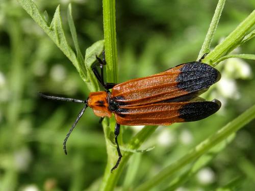 Lycus trabeatus