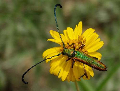 Oligosmerus sp.