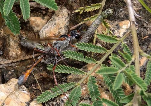 Ammophila sp.