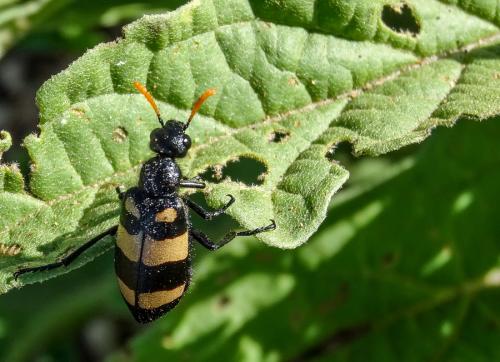 Hycleus sp.