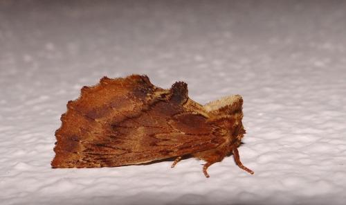 Ptilodon capucina