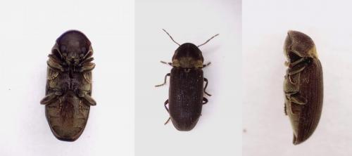 Hadrobregmus denticollis