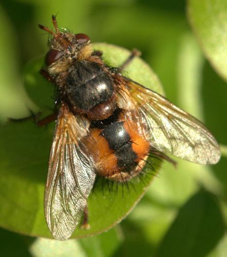 Réf. 101 256 : Tachina fera