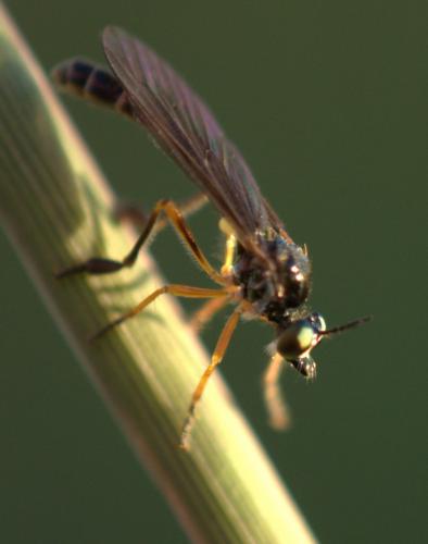Dioctria sp.