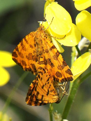 Réf. 101 231 : Pseudopanthera macularia