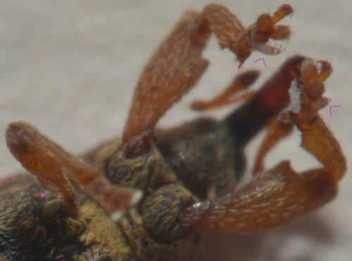 Pavania furiformis