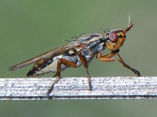 Dorycera sp.