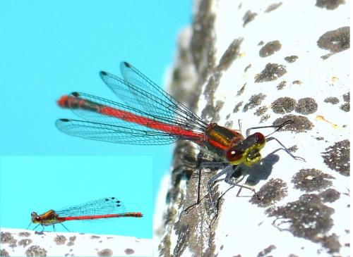 Pyrrhosoma nymphula