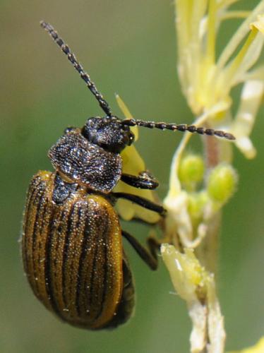 Réf. 101 462 : Galeruca interrupta