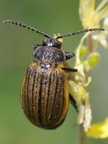 Réf. 101 519 : Galeruca interrupta