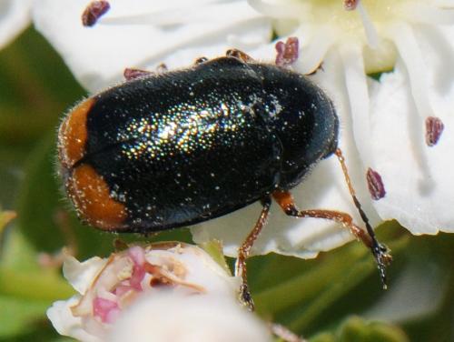 Réf. 101 460 : Cryptocephalus schaefferi