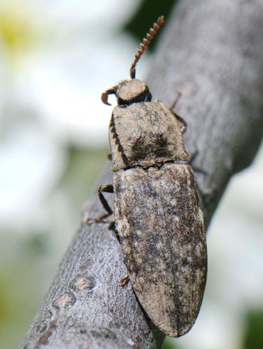 Réf. 101 230 : Agrypnus murinus