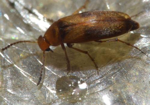 Réf. 101 494 : Anaspis maculata