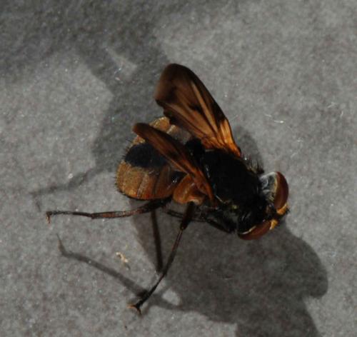 Ectophasia crassipennis