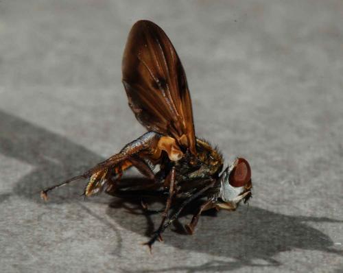 Ectophasia crassipennis