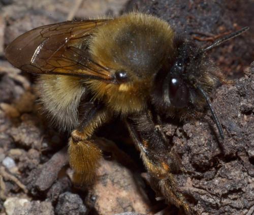 Réf. 101 960 : Anthophora sp.