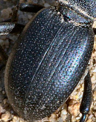 Réf. 101 672 : Scaurus atratus