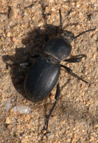 Réf. 101 652 : Scaurus atratus