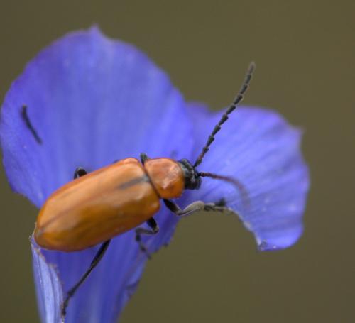 Réf. 101 611 : Exosoma lusitanicum