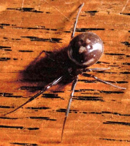 Steatoda grossa
