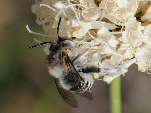 Anthophora crassipes