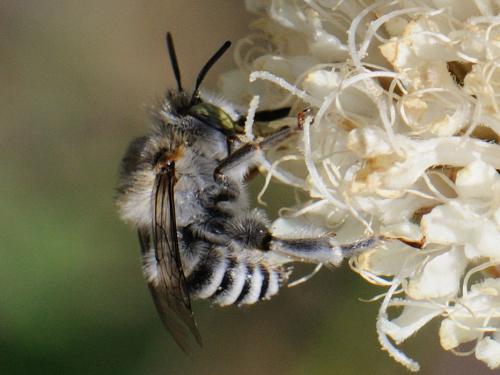 Anthophora crassipes