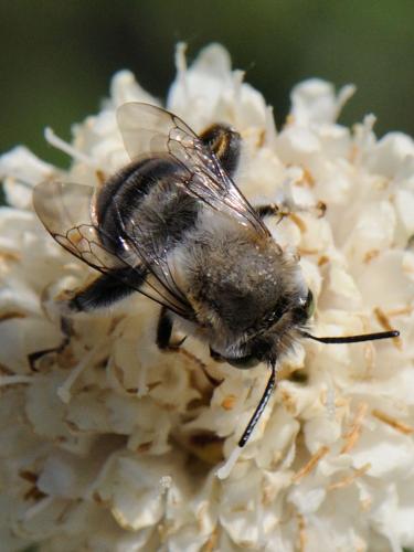 Anthophora crassipes