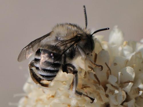 Anthophora crassipes