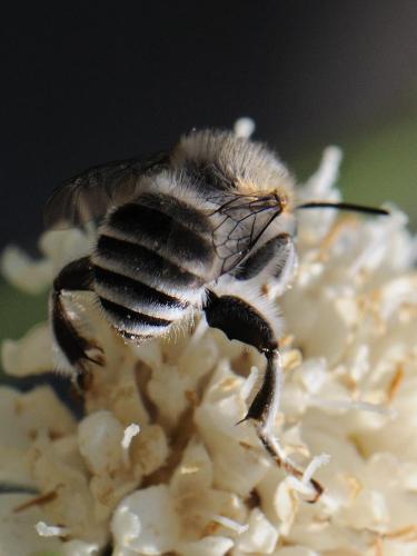 Anthophora crassipes
