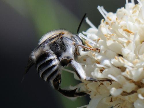Anthophora crassipes