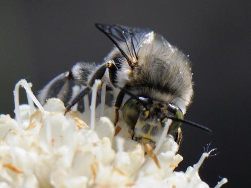Anthophora crassipes