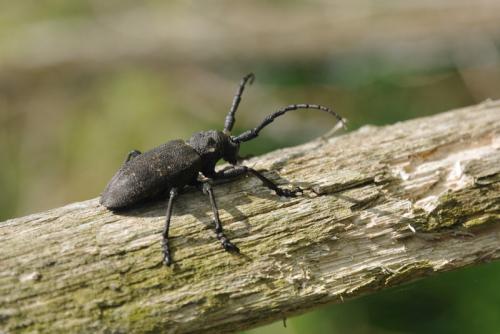 Réf. 101 325 : Lamia textor