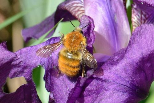 Réf. 101 164 : Bombus pascuorum
