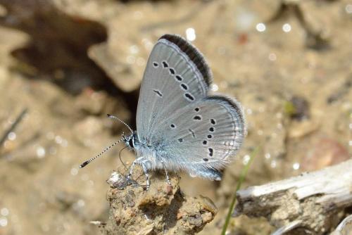 Cupido minimus