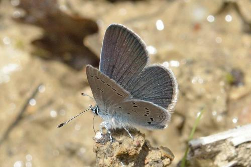 Cupido minimus