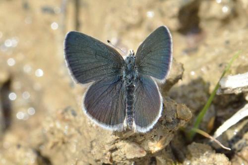 Cupido minimus