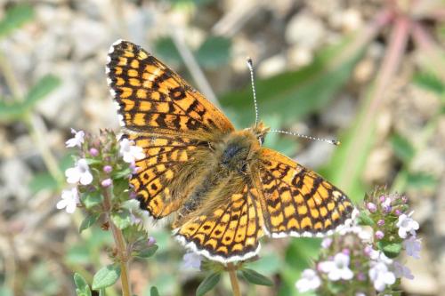 Réf. 101 564 : Melitaea cinxia