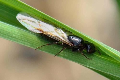 Réf. 101 591 : Camponotus aethiops