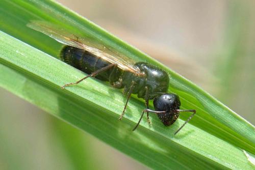 Réf. 101 248 : Camponotus aethiops