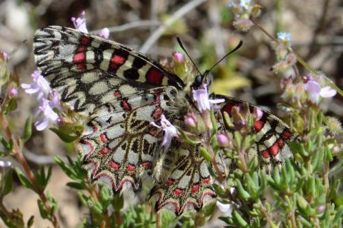Réf. 101 024 : Zerynthia rumina