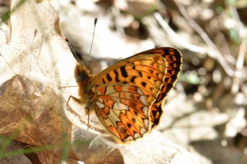 Boloria euphrosyne
