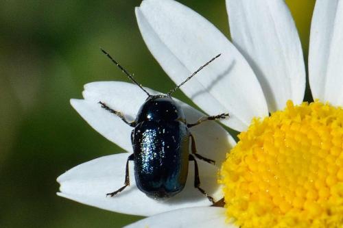 Cryptocephalus sp.