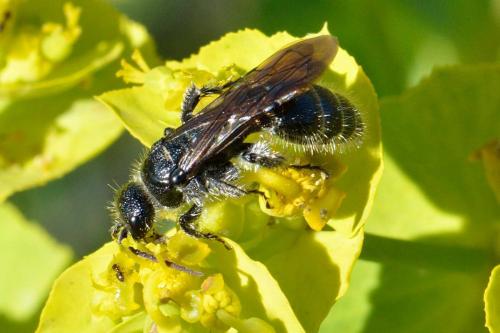 Réf. 101 155 : Tiphia sp.