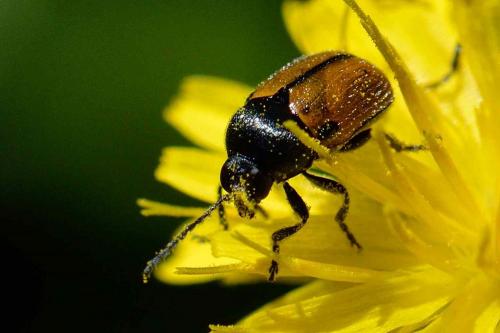 Réf. 101 860 : Cryptocephalus rugicollis