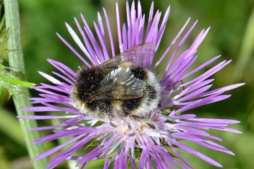 Bombus sp.