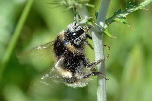 Bombus sp.